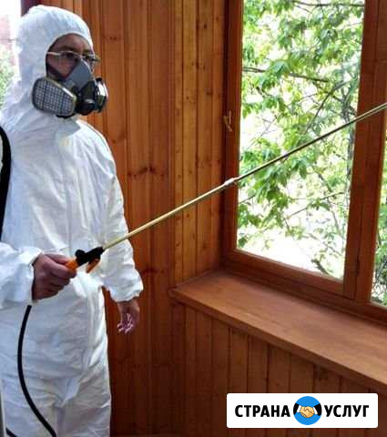 Уничтожение клопов тараканов Дезинфекция от грибка Ижевск - изображение 1