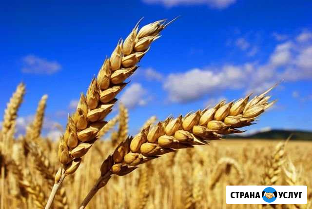 Уберем урожай комбайн new Holland tc56 Скопин - изображение 1