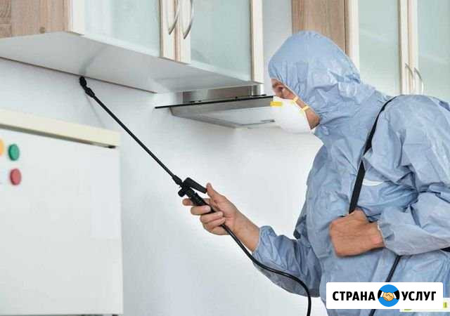 Уничтожение насекомых. Клопы, тараканы,комары Красноярск - изображение 1