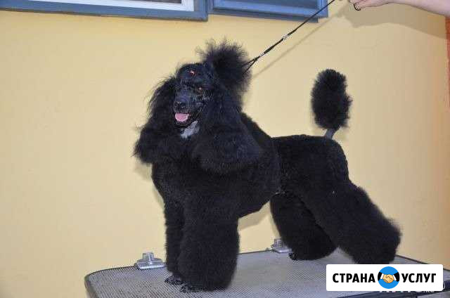Стрижка декоративных пород собак Александров - изображение 1
