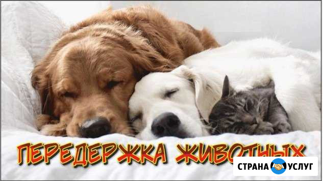 Передержка животных Евпатория - изображение 1