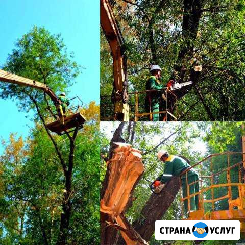 Валка деревьев, опиловка, Расчистка участков Владимир - изображение 1