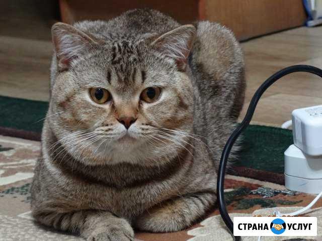 Кот на вязку Сергиев Посад - изображение 1