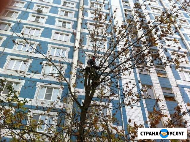 Спил деревьев Иваново - изображение 1