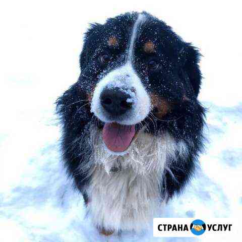 Бернский зеннеехунд вязка Донской