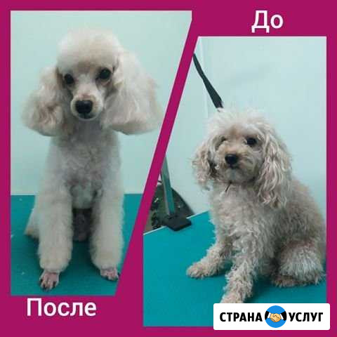 Грумер Красногорск - изображение 1