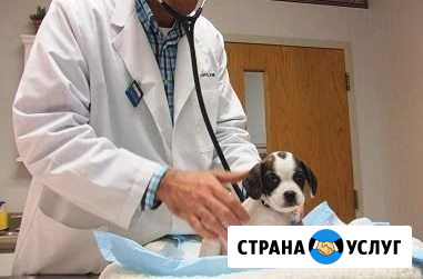 Вызов ветврача на дом, стрижка кошек, онлайн прием Киров - изображение 1