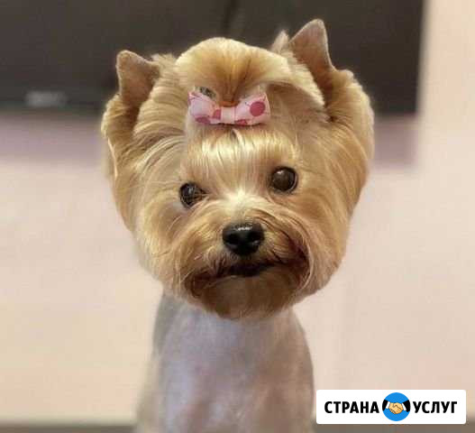 Стрижка собак Грумер Ватутинки Тёплый Стан Ватутинки - изображение 1