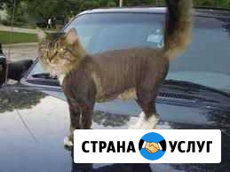 Уход за животными Орёл - изображение 1
