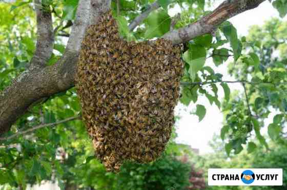 Сниму рой пчел Чапаевск