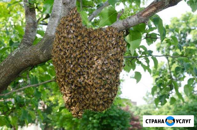 Сниму рой пчел Чапаевск - изображение 1