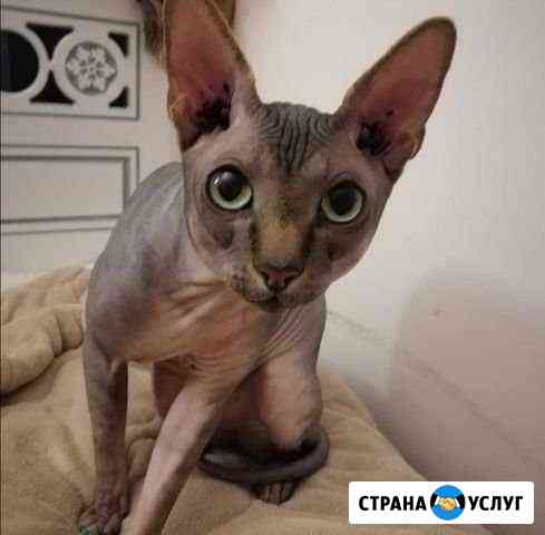 Вязка канадский сфинкс Сочи