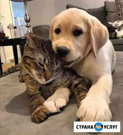 Передержка животных Новороссийск