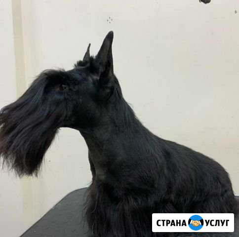 Стрижка собак Калуга - изображение 1