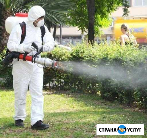 Уничтожение комаров, муравьёв, клопов, мошкары, а Тамбов - изображение 1