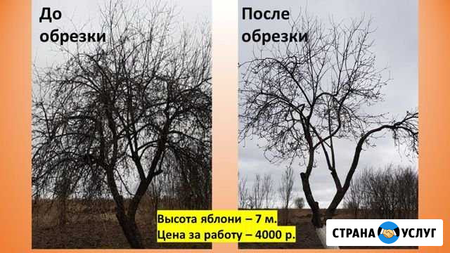 Обрезка плодовых деревьев Тула - изображение 1