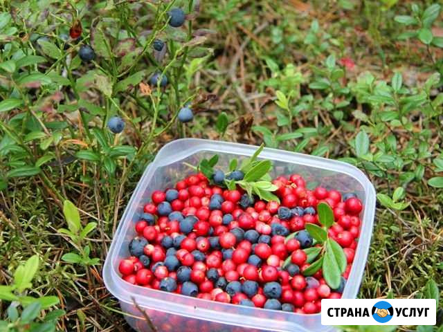 Сбор ягод Тверь - изображение 1