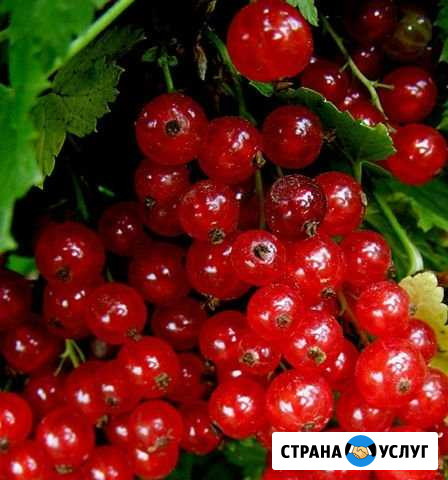 Смородина Псков - изображение 1