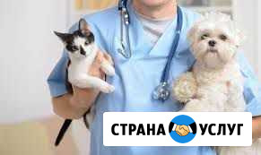 Ветеринарный врач. Стерилизация. Кастрация Уфа - изображение 1