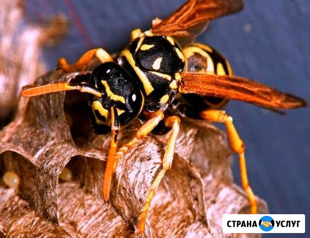 Уничтожение кротов, ос, шершней, сорняков Сестрорецк - изображение 1