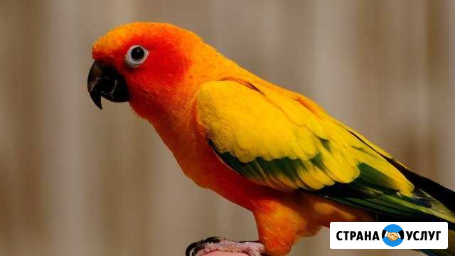 Орнитолог онлайн-консультация, выезд на дом по Спб Пушкин - изображение 1