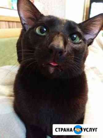 Вязка Санкт-Петербург