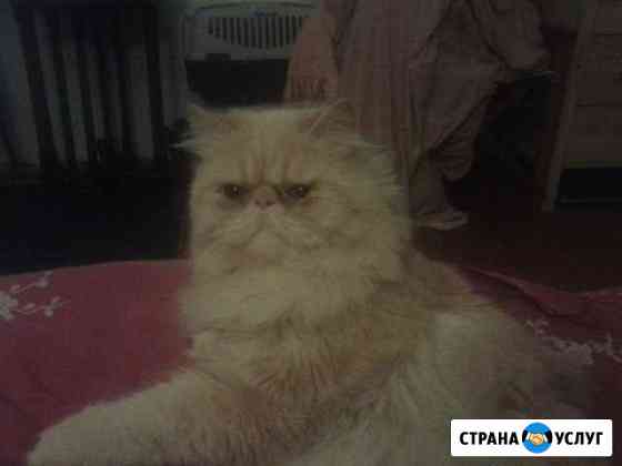 Кот перс-экстрималал для вязки Санкт-Петербург