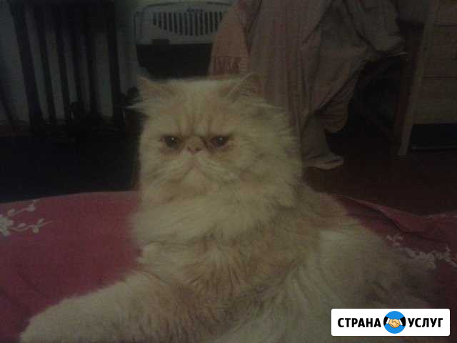 Кот перс-экстрималал для вязки Санкт-Петербург - изображение 1