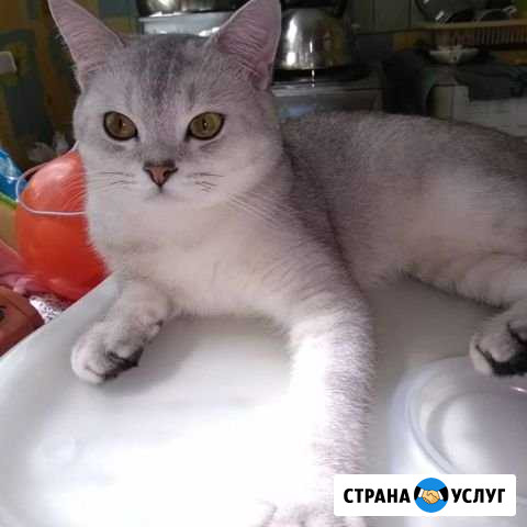 Шотландский кот для вязки Сергиев Посад - изображение 1