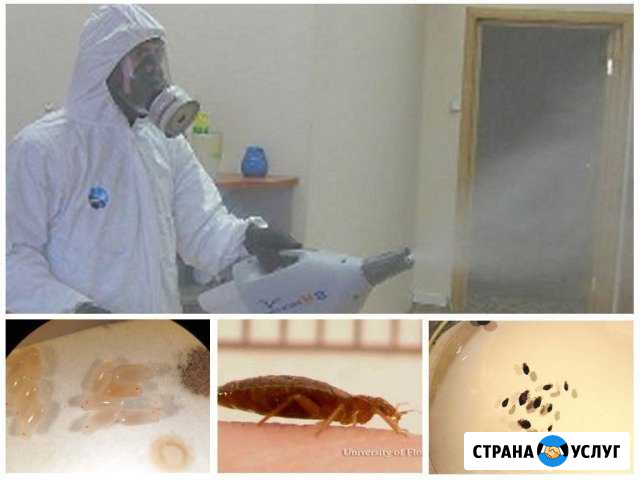 Дезинфекция дезинсекция дератизация Пенза - изображение 1
