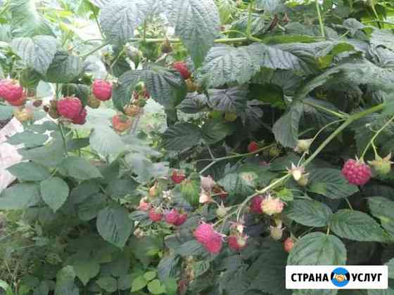 Ягоды малина Чебоксары