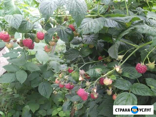 Ягоды малина Чебоксары - изображение 1