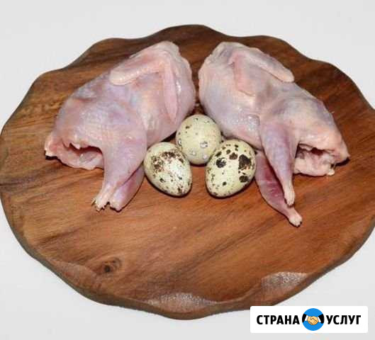 Мясо перепелиное Курск - изображение 1