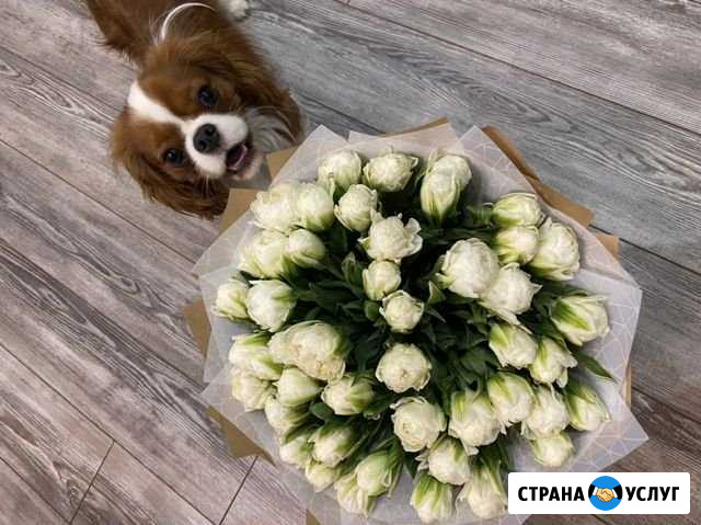 Вязка кавалер Рязань - изображение 1