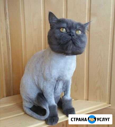 Груминг (стрижка) животных Новотроицк - изображение 1