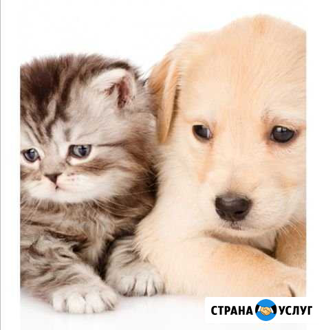Передержка животных Владимир - изображение 1