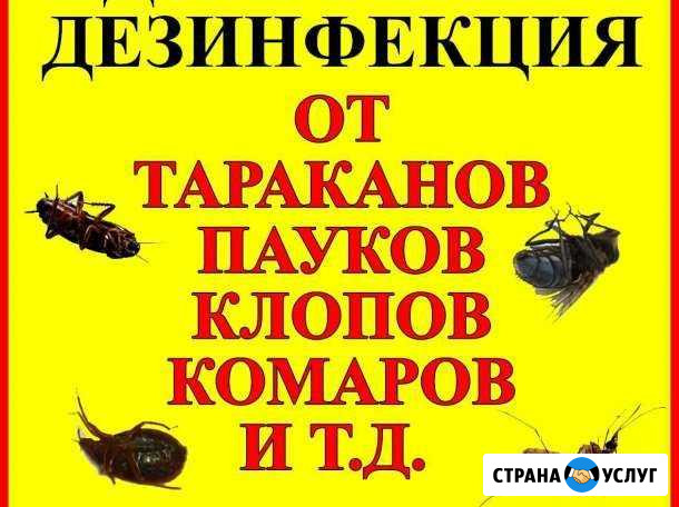 Уничтожение тараканов,клопов,дезинфекция дезинсекц Нижний Новгород - изображение 1