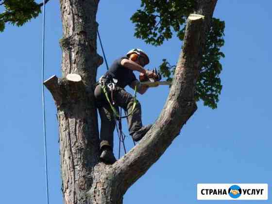 Спил. деревьев любой сложности Людиново