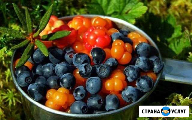Черника Рязань - изображение 1