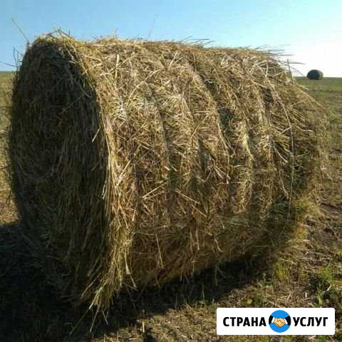 Сено в рулонах Шарья - изображение 1