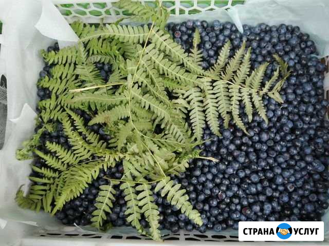 Черника Старый Оскол - изображение 1