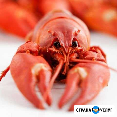Раковарня Лабинск - изображение 1