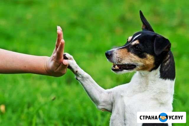 Дрессировка собак, коррекция поведения Иркутск - изображение 1