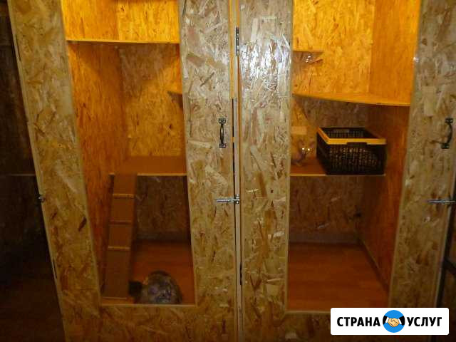 Передержка кошек и маленьких собак Королев - изображение 1