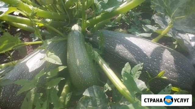 Кабачки Кемерово - изображение 1
