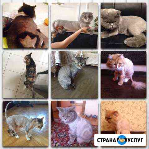 Гигиеническая стрижка кошек Аксай