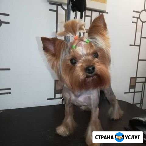 Стрижка собак Краснотурьинск - изображение 1