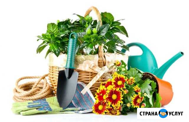 Уход за интерьерными растениями Севастополь - изображение 1