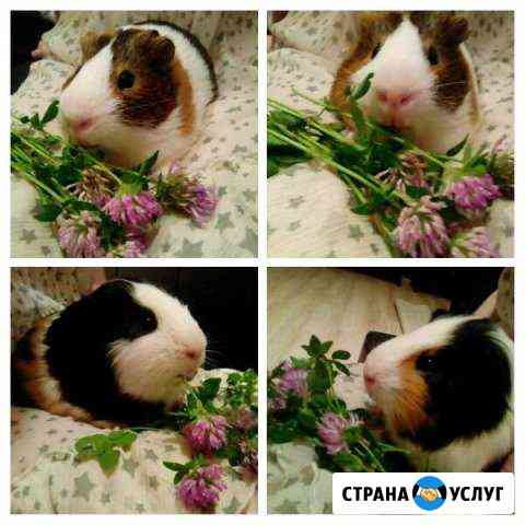Передержка животных. Гостиница для животных Нижний Новгород