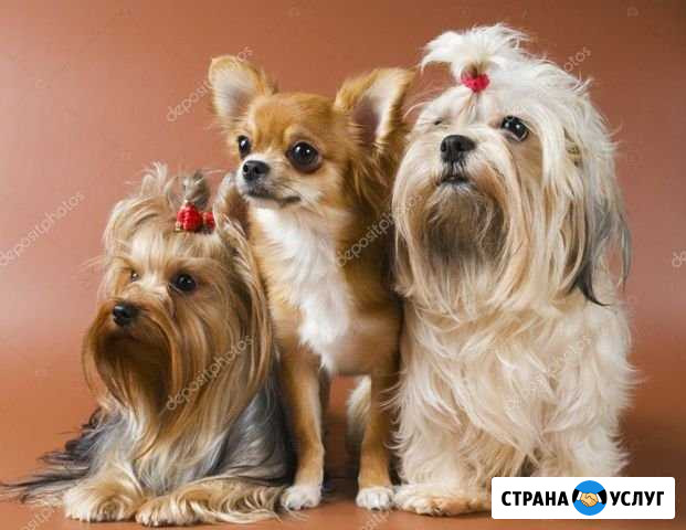 Домашняя передержка. Няня для собачек Щёлкино - изображение 1
